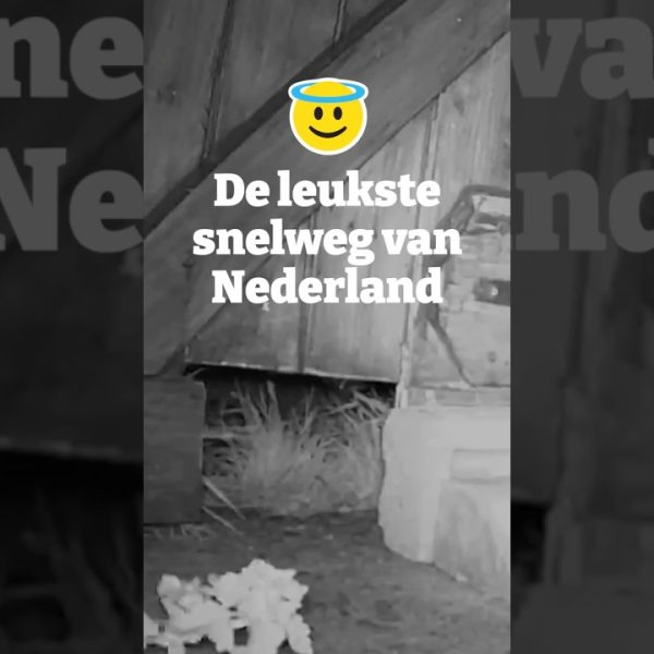 De egelsnelweg