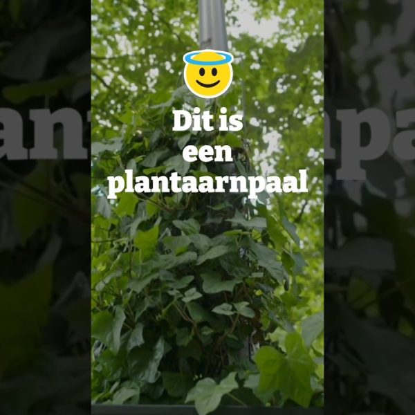 De Plantaarnpaal